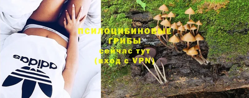 Псилоцибиновые грибы Magic Shrooms  Дубна 